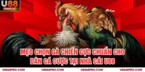 Mẹo Chọn Gà Chiến Cực Chuẩn Cho Dân Cá Cược Tại Nhà Cái U88